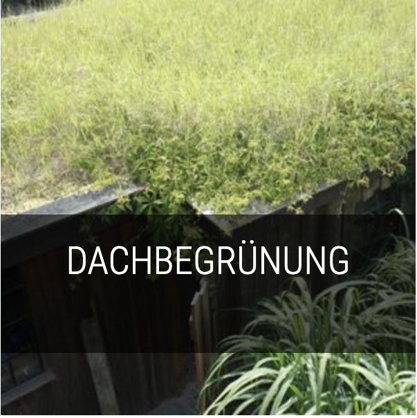 Dachbegrünung
